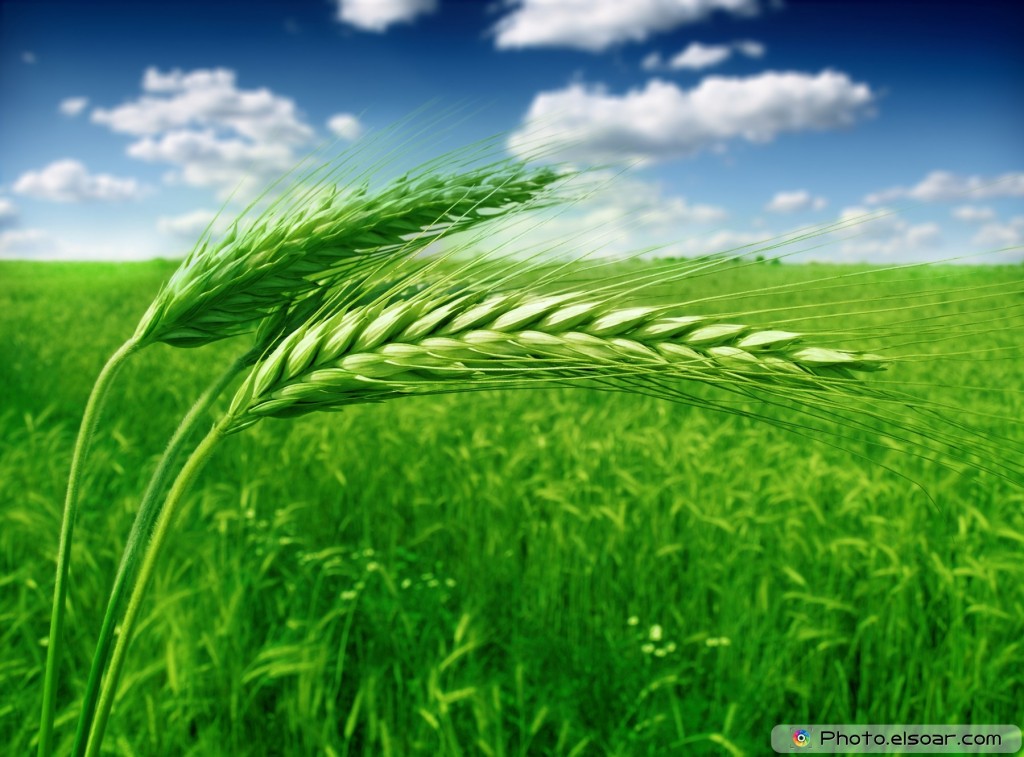 green-wheat-field